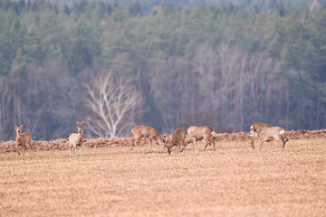 Obraz na płótnie Canvas The herd of European roe deer, Capreolus capreolus, also known as the western roe deer grazing on the winter wheat field during the early spring day. Roe deer is most widespread deer in Czech republic