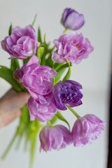 Spring flowers. Bouquet of purple tulips on white background.