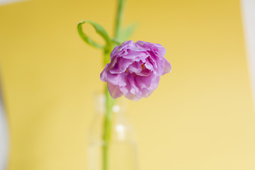 Spring flowers. Bouquet of purple tulips on yellow background.