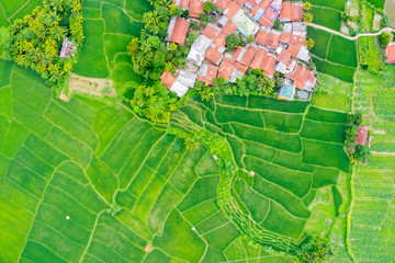 Obraz premium Top down view of village and green paddy field