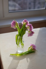 Spring flowers. Bouquet of purple tulips on white background.