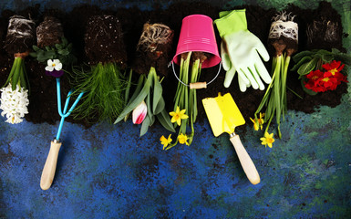 Gardening. Set Of Tools For Gardener And Flowerpots with beautiful spring flowers and tulips