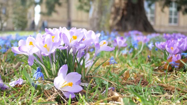 Spring fresh flowers. Crocuses and lilies of the valley. 