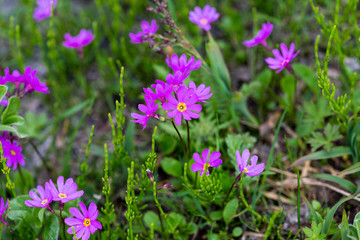 Cuneiform primrose (Primula cuneifolia Ledeb.), Kamchatka Peninsula, Russia.