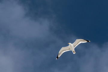 seagull flying in the sky