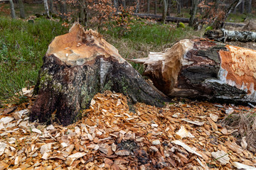 Tree trunk cut by a beaver. Destroyed trees in a swampy forest.
