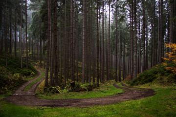 hike through the autumn forest