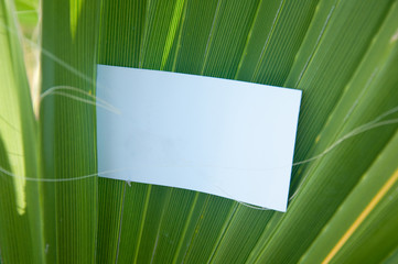 White blank business card lying in palm leaf