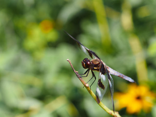 Twelve-spotted skimmer dragonfly