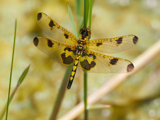 Calico Pennant Dragonfly