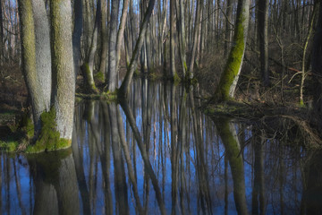 Podmokły las © Tomek Kiecana