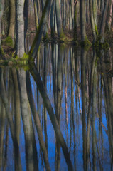 Podmokły las w pionie © Tomek Kiecana