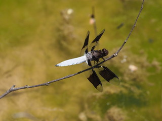 Common whitetail dragonfly perched over water
