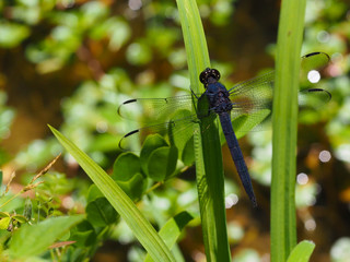 Slaty skimmer dragonfly