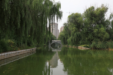 Trees by the river in a park