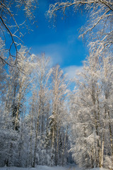 Beautiful winter snow forest with blue sky on the background