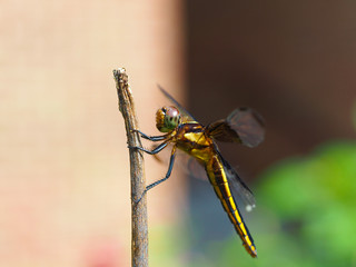 Dragonfly photos macrophotographs