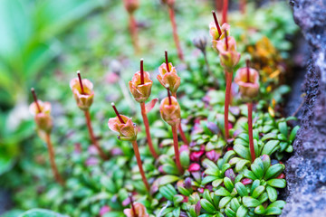 Small tundra plants and moss, Kamchatka Peninsula, Russia.