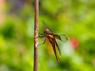 Dragonfly photos macrophotographs