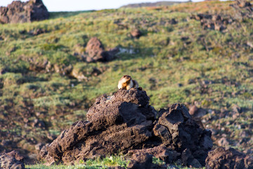Black-capped marmot (Marmota camtschatica). This type of marmot is biologically similar to the Mongolian marmot - tarbagan (Marmota sibirica). It lives in Eastern, North-Western Siberia and Kamchatka.