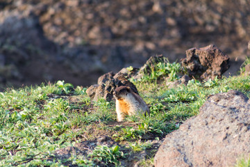 Naklejka na ściany i meble Black-capped marmot (Marmota camtschatica). This type of marmot is biologically similar to the Mongolian marmot - tarbagan (Marmota sibirica). It lives in Eastern, North-Western Siberia and Kamchatka.
