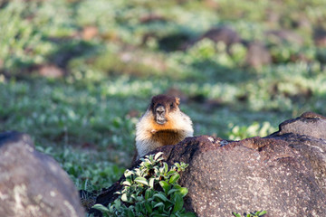 Black-capped marmot (Marmota camtschatica). This type of marmot is biologically similar to the Mongolian marmot - tarbagan (Marmota sibirica). It lives in Eastern, North-Western Siberia and Kamchatka.