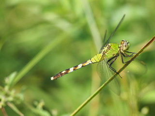 Macro photograph of a green dragonfly (eastern pondhawk)