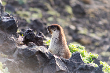 Black-capped marmot (Marmota camtschatica). This type of marmot is biologically similar to the Mongolian marmot - tarbagan (Marmota sibirica). It lives in Eastern, North-Western Siberia and Kamchatka.