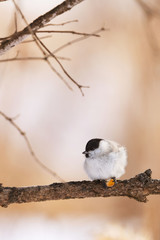 コガラ