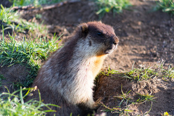 Black-capped marmot (Marmota camtschatica). This type of marmot is biologically similar to the Mongolian marmot - tarbagan (Marmota sibirica). It lives in Eastern, North-Western Siberia and Kamchatka.