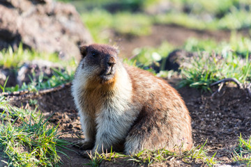 Black-capped marmot (Marmota camtschatica). This type of marmot is biologically similar to the Mongolian marmot - tarbagan (Marmota sibirica). It lives in Eastern, North-Western Siberia and Kamchatka.