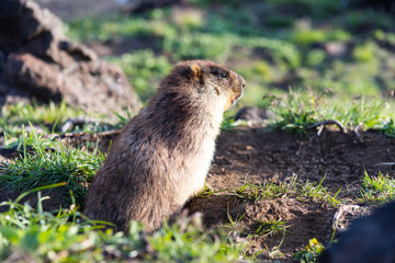 Black-capped marmot (Marmota camtschatica). This type of marmot is biologically similar to the Mongolian marmot - tarbagan (Marmota sibirica). It lives in Eastern, North-Western Siberia and Kamchatka.
