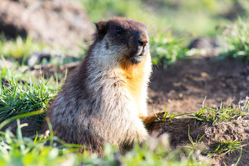 Black-capped marmot (Marmota camtschatica). This type of marmot is biologically similar to the Mongolian marmot - tarbagan (Marmota sibirica). It lives in Eastern, North-Western Siberia and Kamchatka.