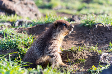 Black-capped marmot (Marmota camtschatica). This type of marmot is biologically similar to the Mongolian marmot - tarbagan (Marmota sibirica). It lives in Eastern, North-Western Siberia and Kamchatka.