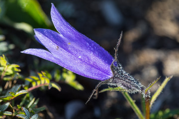 Single-flowered bell (Campanula uniflora L), Kamchatka Peninsula, Russia.