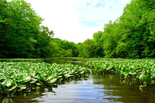 The View Of The Green Trees And Lily Pads Near Becks Pond, Newark, Delaware, U.S.A