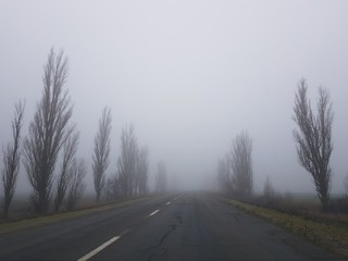Empty road in the fog with bare trees
