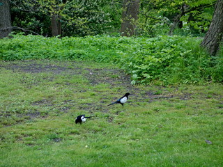 Eurasian or Common Magpie on a grassy lawn in Copenhagen City Garden