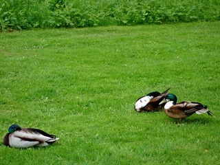 Three ducks on vacation in the city garden of Copenhagen