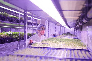 Wide angle portrait of female agricultural engineer examining plants in nursery greenhouse lit by blue light, copy space