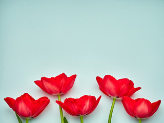 Red spring tulips on blue background, women's day copy space
