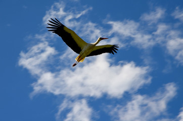 stork beautiful bird  in the sky