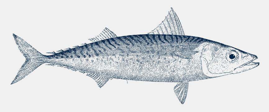 Atlantic chub mackerel scomber colias, a marine fish in side view