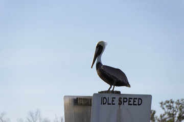 Idle Zone Pelican