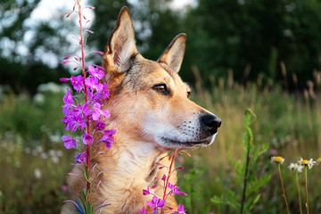 Furry dog near bright flowers at nature