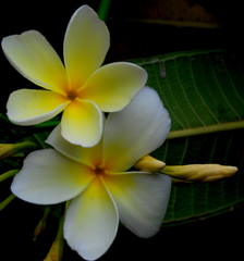 Obraz na płótnie Canvas frangipani flower on a background