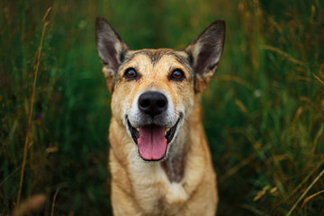 Naklejka na ściany i meble Cute Mongrel dog standing on green grass