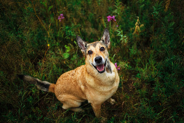 Cute smart mongrel dog with natural background