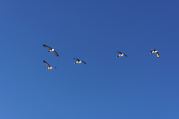 Flying with the Geese