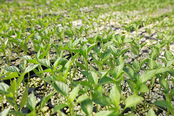 Fototapeta premium pepper seedlings in nutritional bowls